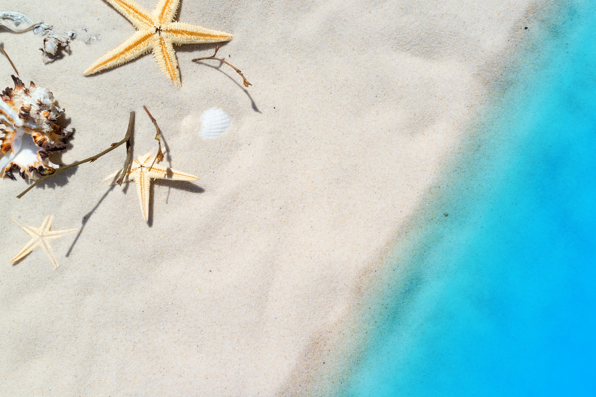 Seestern Muschel Strand Meer